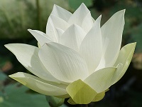 Lotus symbol